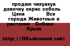 продаю чихуахуа девочку,окрас соболь › Цена ­ 25 000 - Все города Животные и растения » Собаки   . Крым